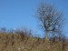 IMG_1184.jpg